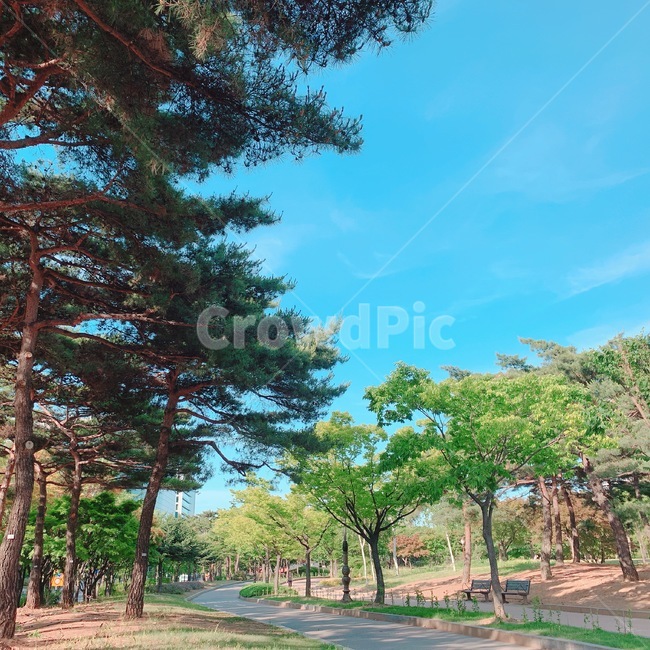 tree,나무,배경,하늘,푸른하늘