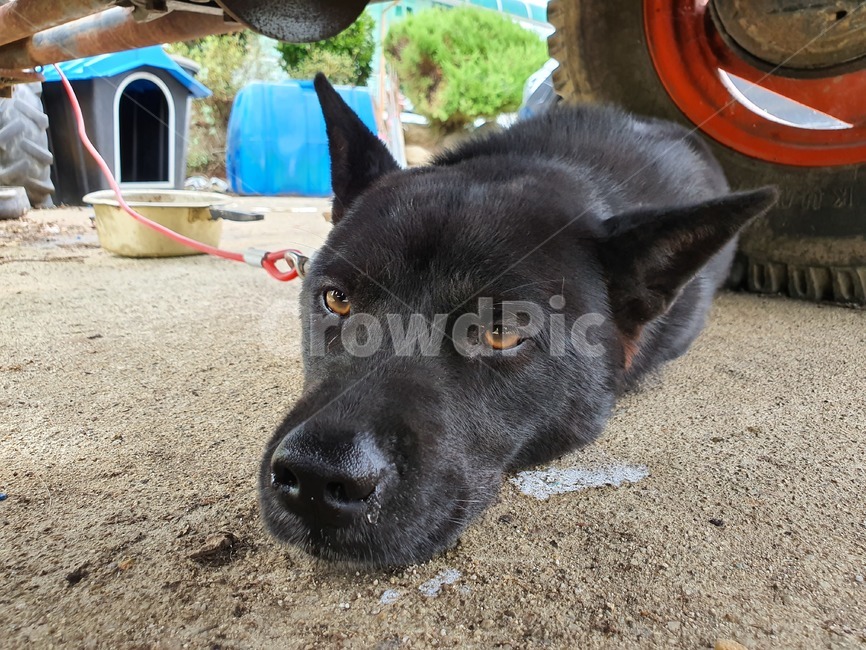 개,동물,dog,animal,애완동물,pet,시골,동물,animal,포유류,mammal,개,강아지,dog,doggy