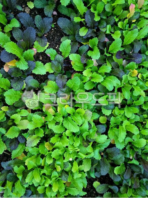 Kimchi ingredients,sprout,background,gat,leaf,vegetable