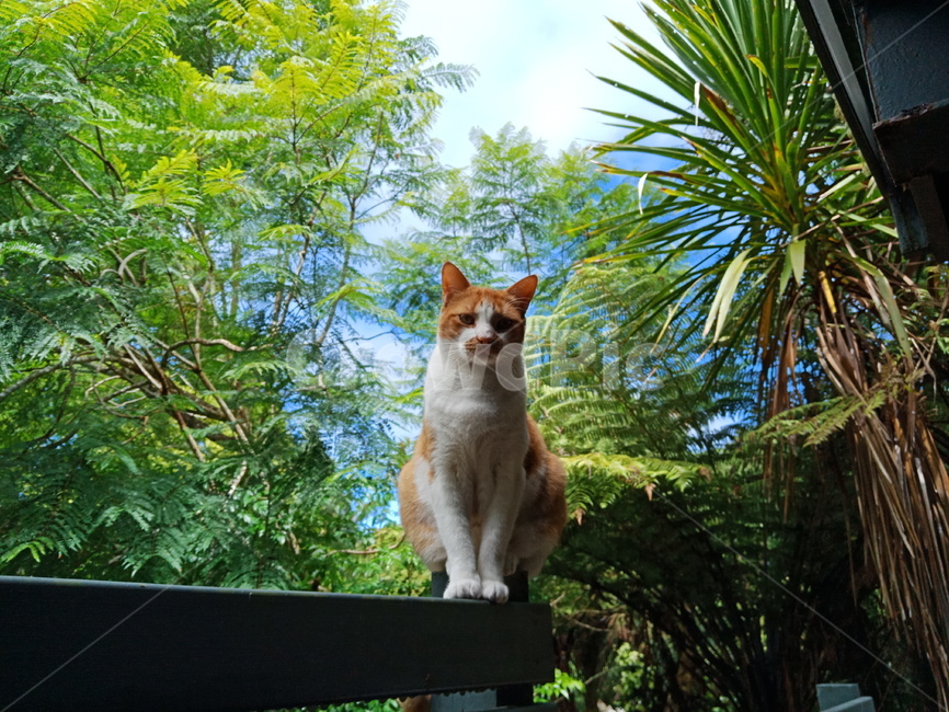 고양이,동물,여름,자세,나무,집,초록,내려다보기,하늘,green,cat,sky,동물,animal,포유류,mammal,고양이,cat,kitten,kitty