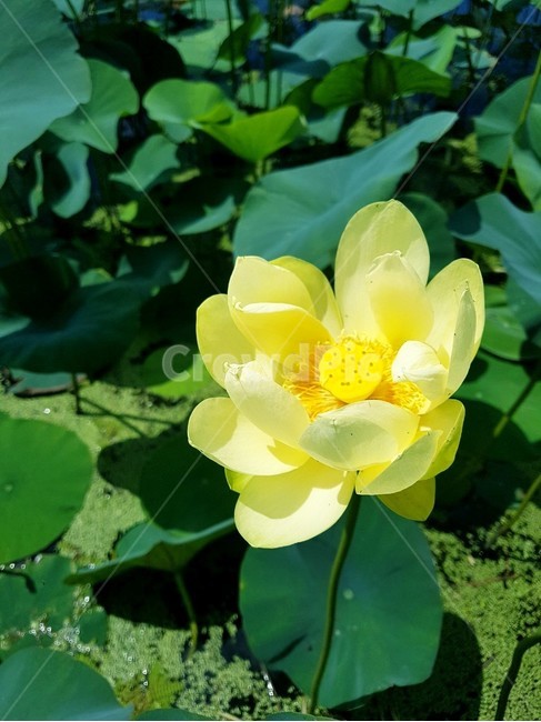 연꽃,flower,꽃,수련,식물