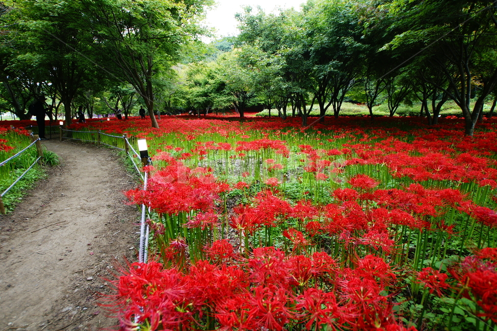 상사화,불갑사,영광,풍경,꽃길,자연,풍경,nature,landscape,plant,식물