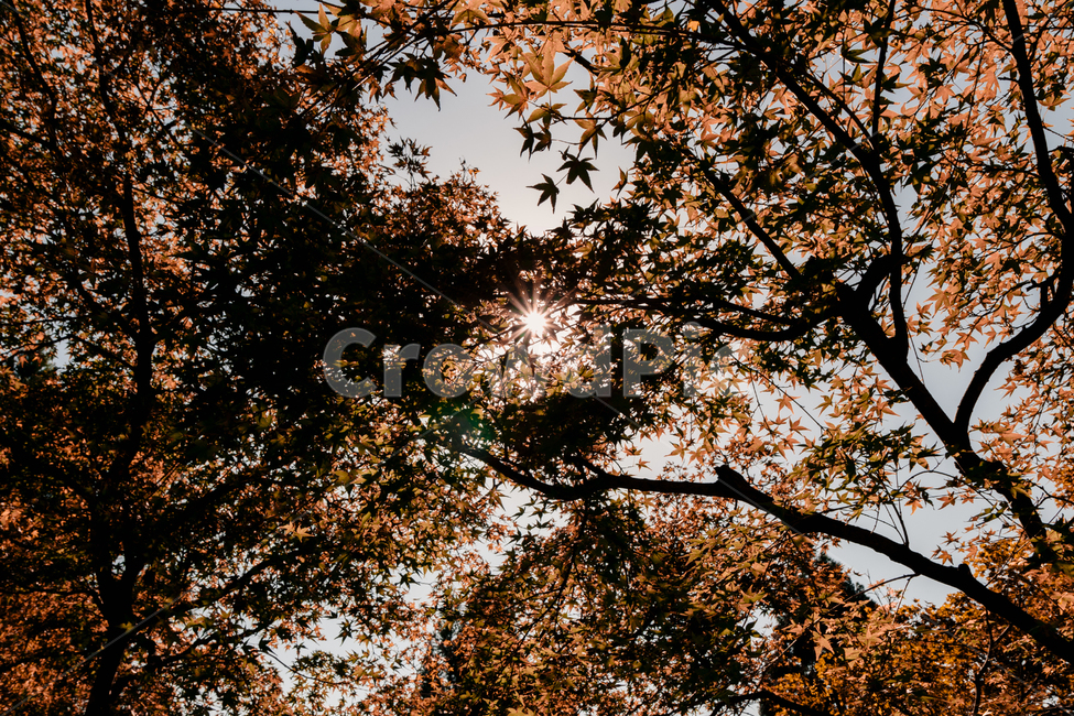 단풍,가을,자연,식물,풍경,나무,가을,계절,fall,autumn,season,flare,플레어,light,빛,plant,tree,leaf,잎