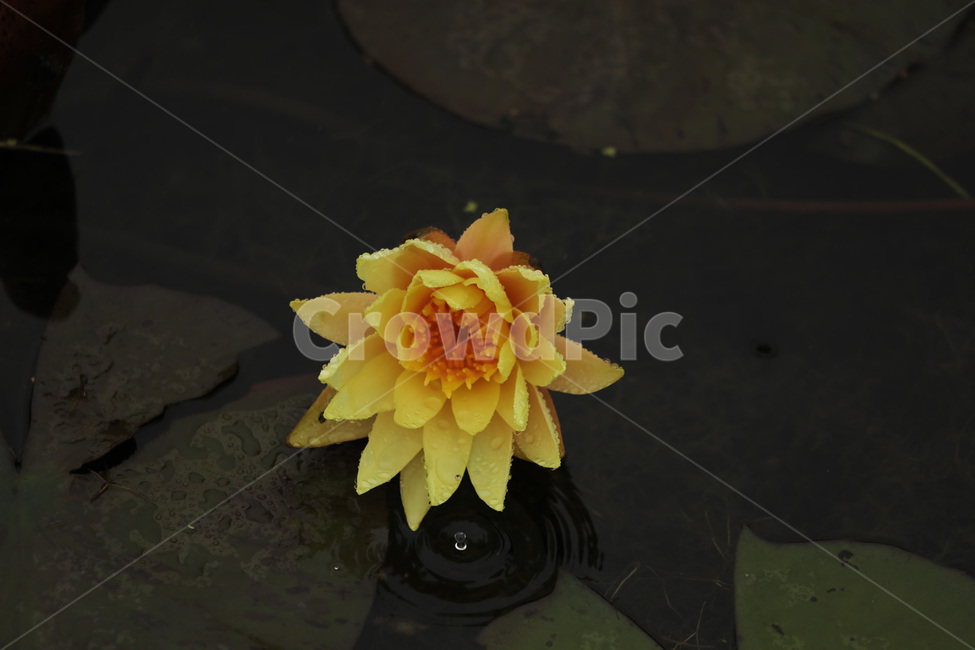 수련,노랑,신비,아름다움,청순,식물,자연,plants,nature,꽃,flower