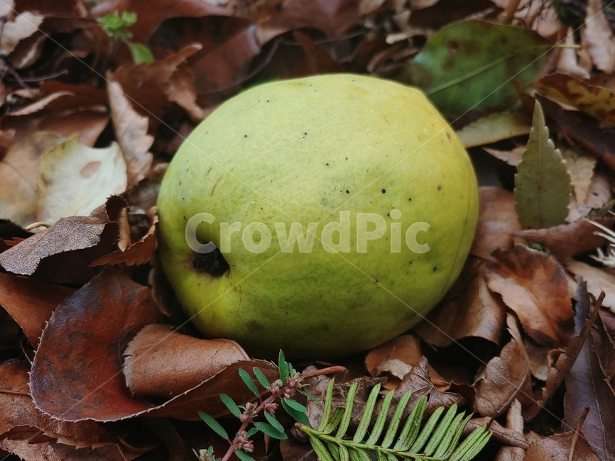 모과,가을,떨어진모과,낙엽,과실,열매,과일,열매,fruit