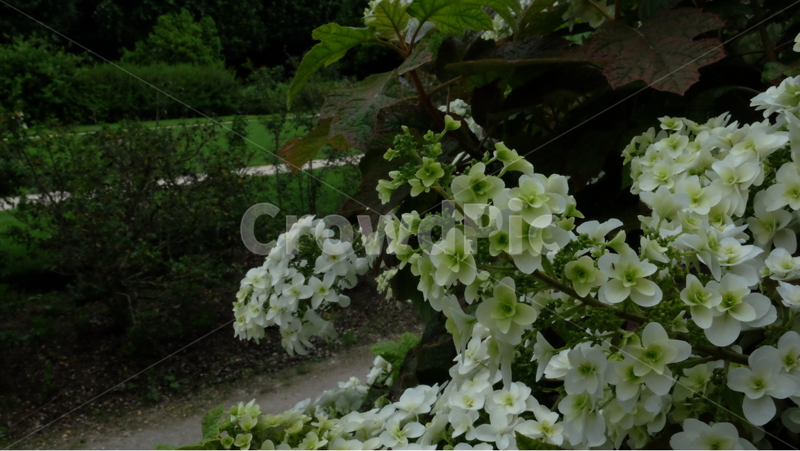 꽃,자연,봄,하얀꽃,식물,식물원,공원,산책,봄,계절,spring,season,식물,자연,plants,nature,꽃,flower,plant,blossom