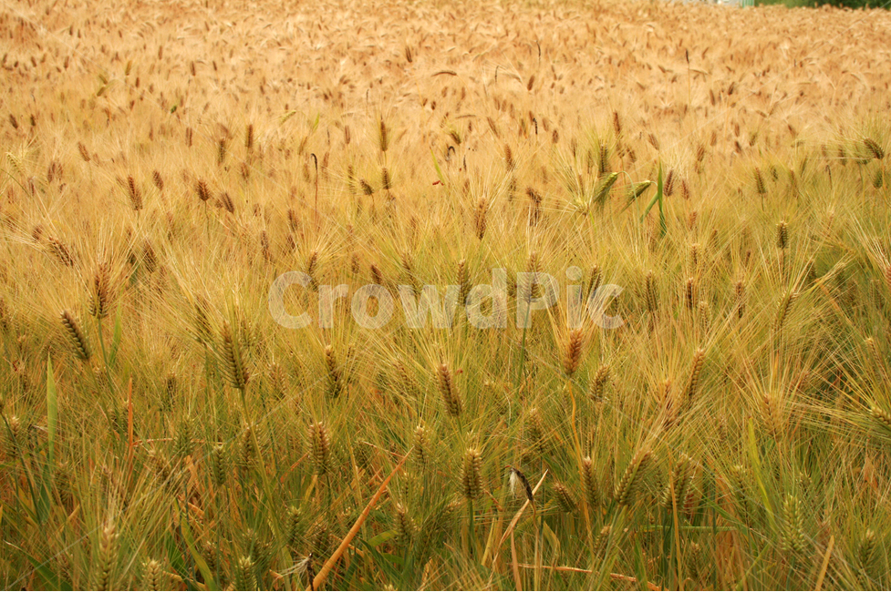 보리,보리밭,식물,plants,nature,바람,자연,풍경,nature,landscape,산업,industry,industrial,농업,농사,agriculture,farming,farming industry,plant,vegetation,초목