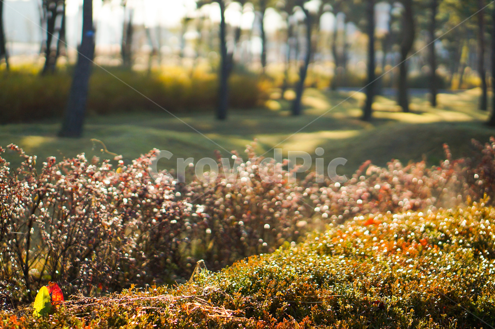 나무,빛,보케,풍경,자연,plant,식물