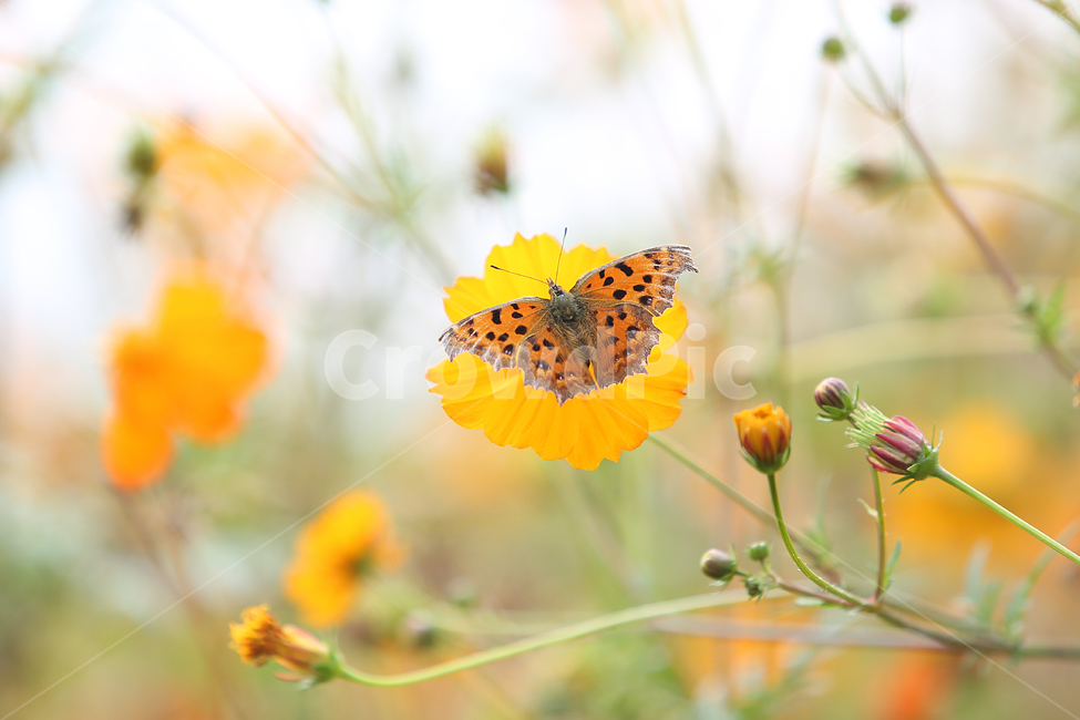 봄,꽃,노랑,spring,flower,yellow,봄,계절,spring,season,식물,자연,plants,nature,꽃,flower,동물,animal,곤충,벌레,insect,bug,감성,sensible,feeling,bee,벌,invertebrate,무척추 동물,honey bee,꿀벌
