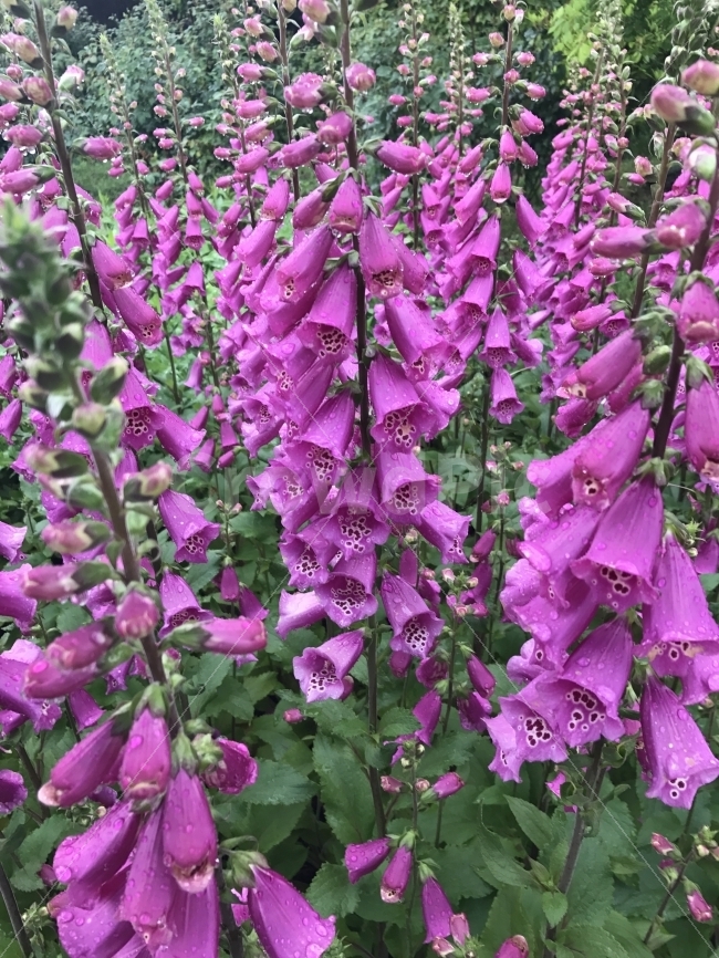 자연,꽃,일본,비,휴식,봄,힐링,식물,자연,plants,nature,꽃,flower