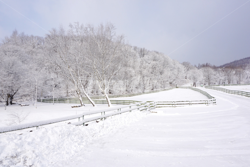 강원도,한국겨울,대관령,양떼목장,눈,snow,겨울,winter,눈꽃,snowflake,자연,outdoors,옥외,nature,겨울,계절,winter,season,자연,풍경,nature,landscape
