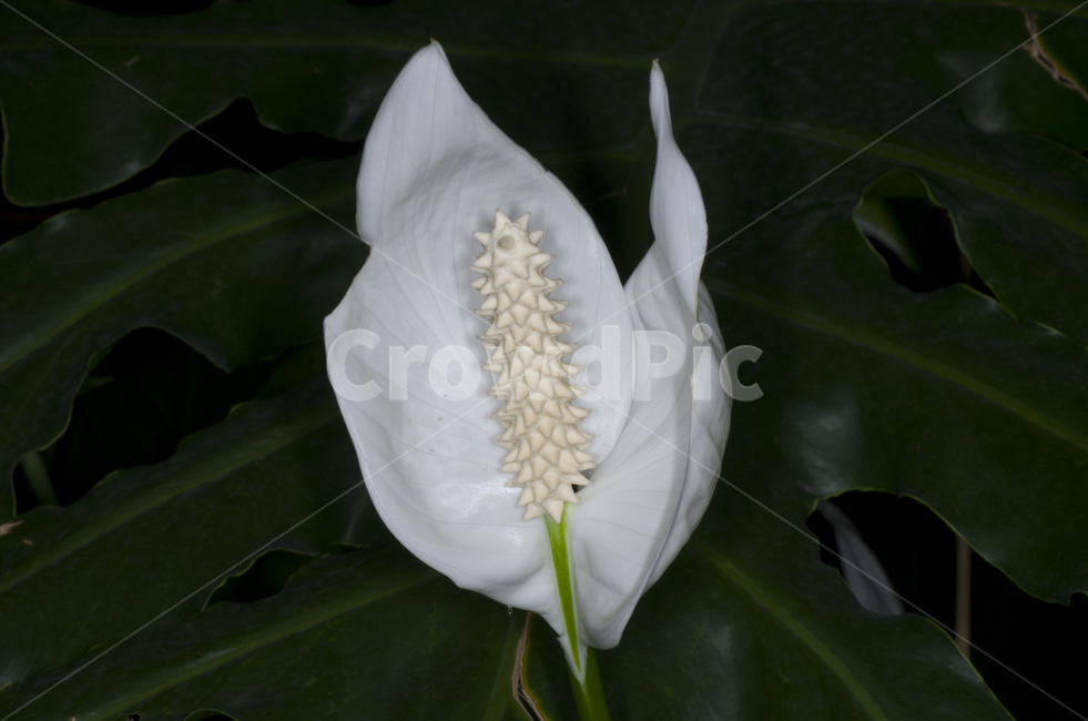 스파티필름,열대,열대식물,꽃,흰꽃,감성,자연,계절