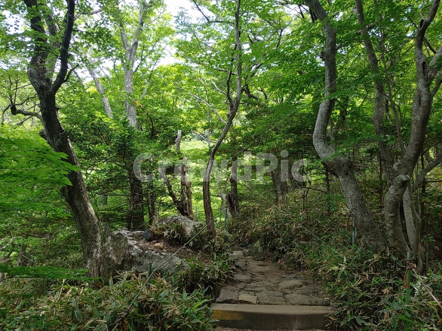 숲길,초록,나무,잎,등산로,mountain,sky,clouds,green,등산,한라산,배경,바위,rock,stone,trail,walkway