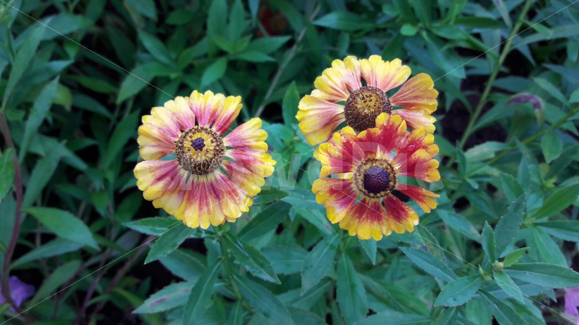 꽃,국화,노랑,빨강,조화,식물,자연,plants,nature,꽃,flower