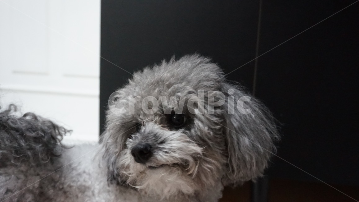 강아지,푸들,반려견,dog,동물,실버푸들,반려동물,poodle,토이푸들,애완동물,애완견,동물,animal,포유류,mammal,개,강아지,dog,doggy