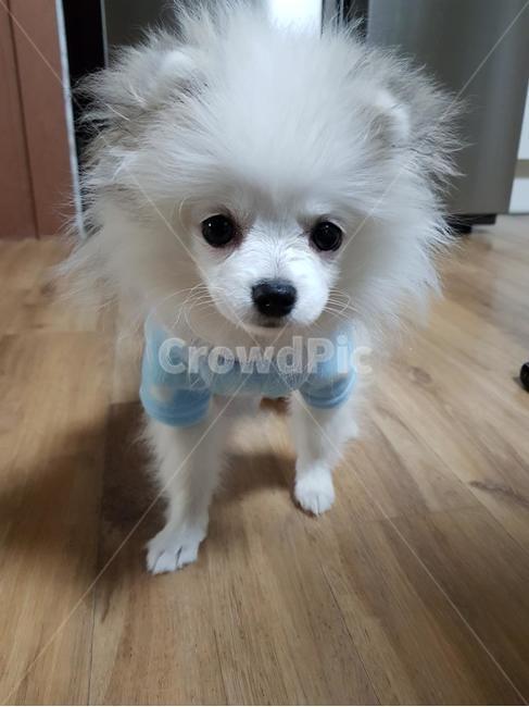 반려견,애완견,반려동물,강아지,개,강아지표정,개표정,dog,puppy,동물,animal,포유류,mammal,개,강아지,dog,doggy
