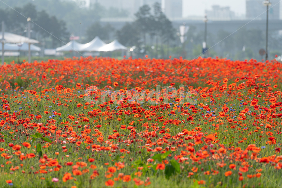 꽃,양귀비,풀,poppy,자연,flowers,natural,식물,자연,plants,nature,꽃,flower