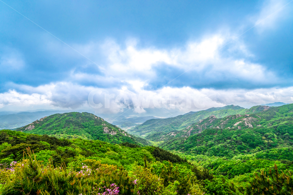 황매산,철죽,꽃,봄,산,합천군,풍경,봄,계절,spring,season,자연,풍경,nature,landscape,outdoors,옥외,hill,언덕,mountain range,산맥,mountain