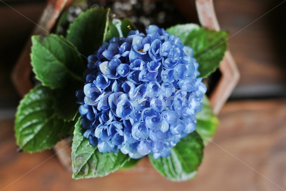 수국,파란수국,원주허브팜,허브,푸른꽃,식물,자연,plants,nature,꽃,flower