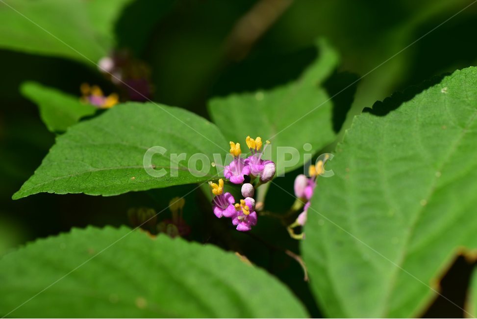 작살나무,야생화,생태,식물,자연,꽃,힐링,플라워,wildflower,flower,plants,nature,season,감성,느낌,emotion,feeling,목본,나무,식물,자연,plants,nature,꽃,flower