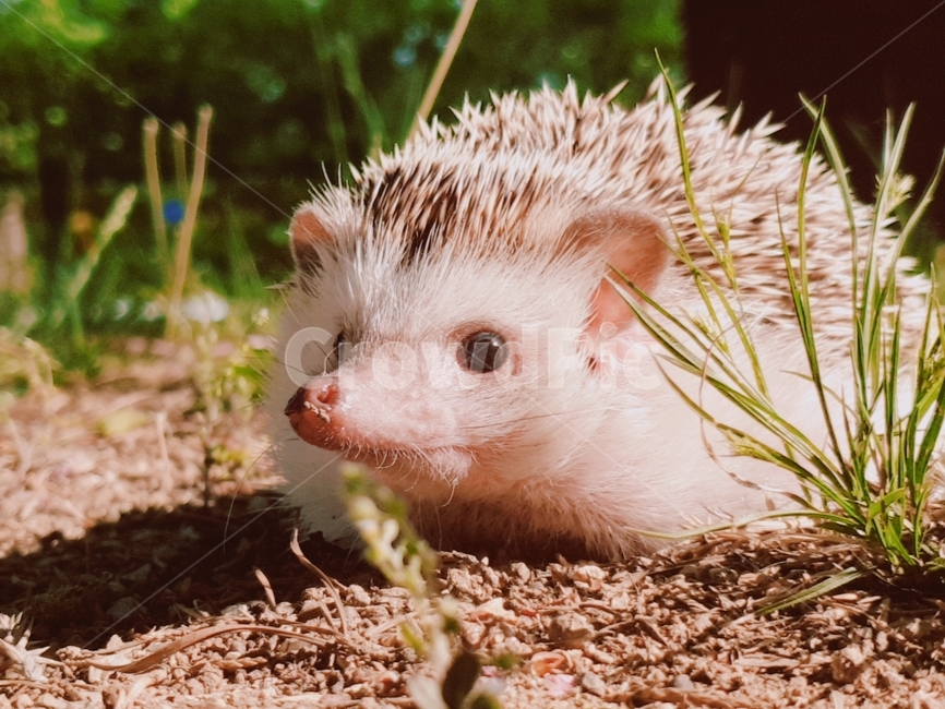 hedgehog,고슴도치,animal,동물,포유류,가시,산책,mammal,동물,animal