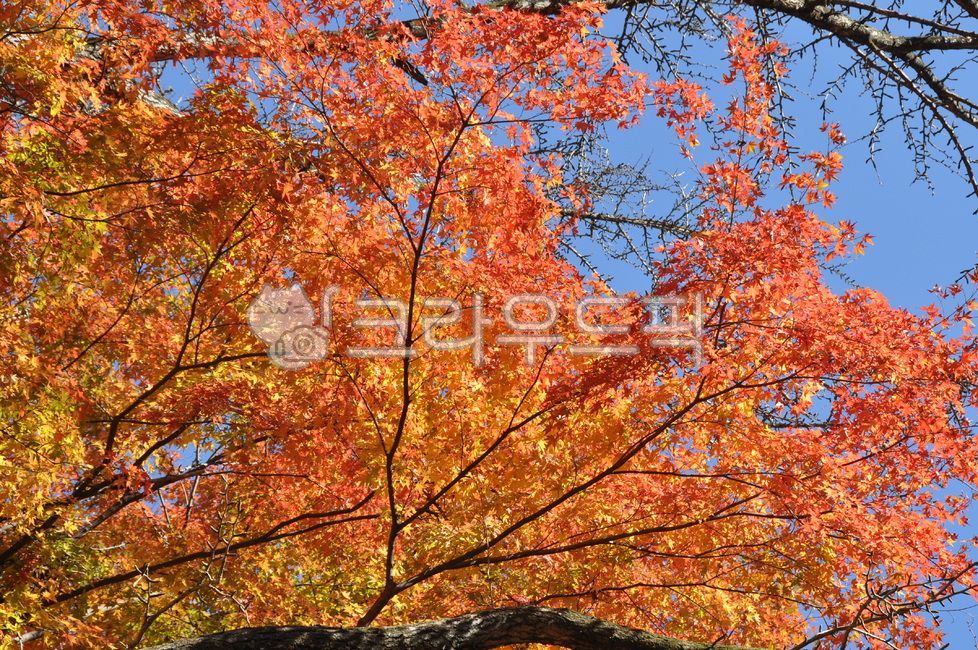 가을, 나무, leaf, 잎, plant, 사진,이미지,일러스트,캘리그라피 - 흑송작가