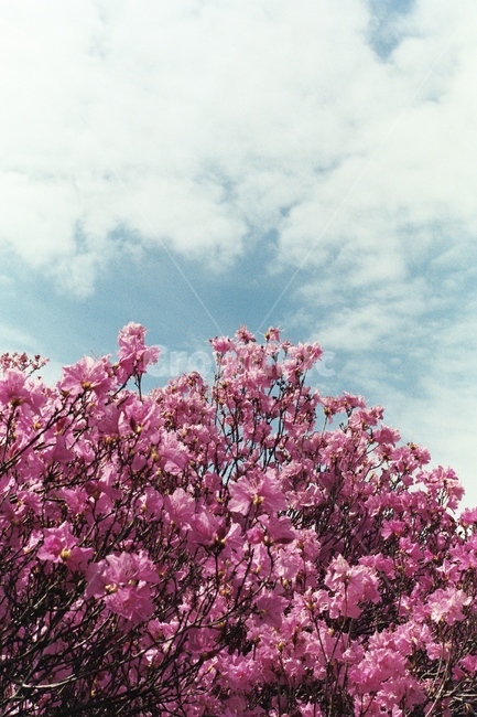 진달래,봄,하늘,azalea,분홍꽃,pink,야외,spring,graden,꽃,예쁨,신선함,fresh,봄,계절,spring,season,식물,자연,plants,nature,꽃,flower,plant,blossom