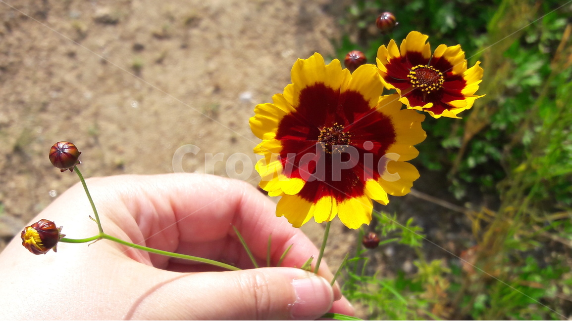 기생초,손,꽃봉오리,국화과,추억,식물,자연,plants,nature,꽃,flower,사람,인물,인간,human,person,신체일부,몸,body