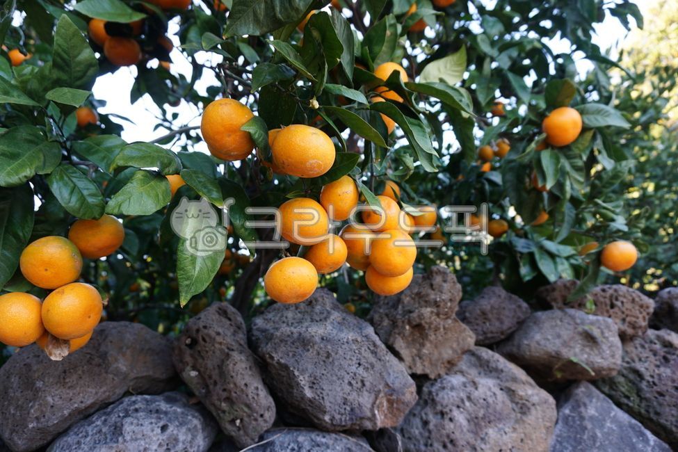 귤, 귤밭, citrusfruit, 감귤류과일, plant, 사진,이미지,일러스트,캘리그라피 - Aa작가