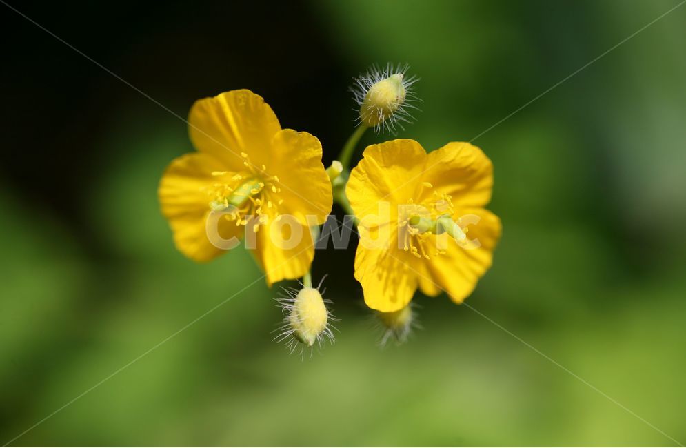 애기똥풀,까치다리,젖풀,야생화,식물,양귀비과,씨아똥,flower,plants,nature