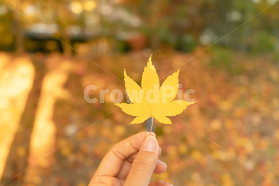 낙엽,단풍,가을,손동작,손,나뭇잎,빛,가을,계절,fall,autumn,season,사람,인물,인간,human,person,신체일부,몸,body,leaf,잎,plant,식물