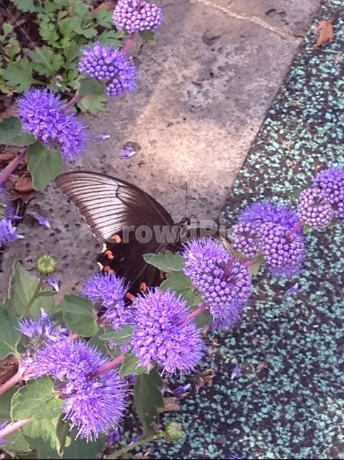제비나비,나비,butterfly,꽃,곤충,flower,보라