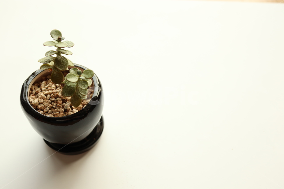 다육식물,인테리어,화분,식물,공기정화,도기류,plant,pottedplant,식물,자연,plants,nature,실내용화초,화분,화초,house plant