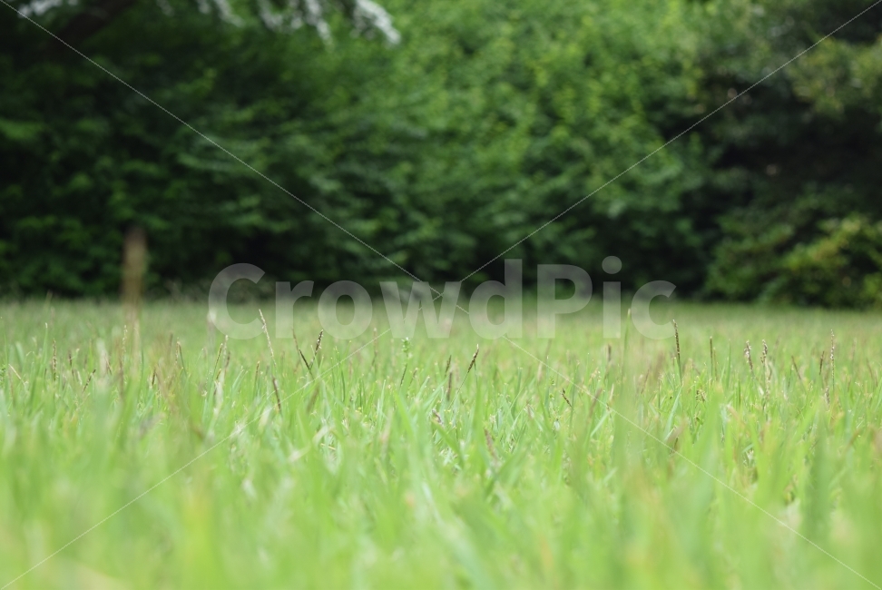 잔디,배경,자연,풀,편안한,자연,풍경,nature,landscape,grass,plant,식물