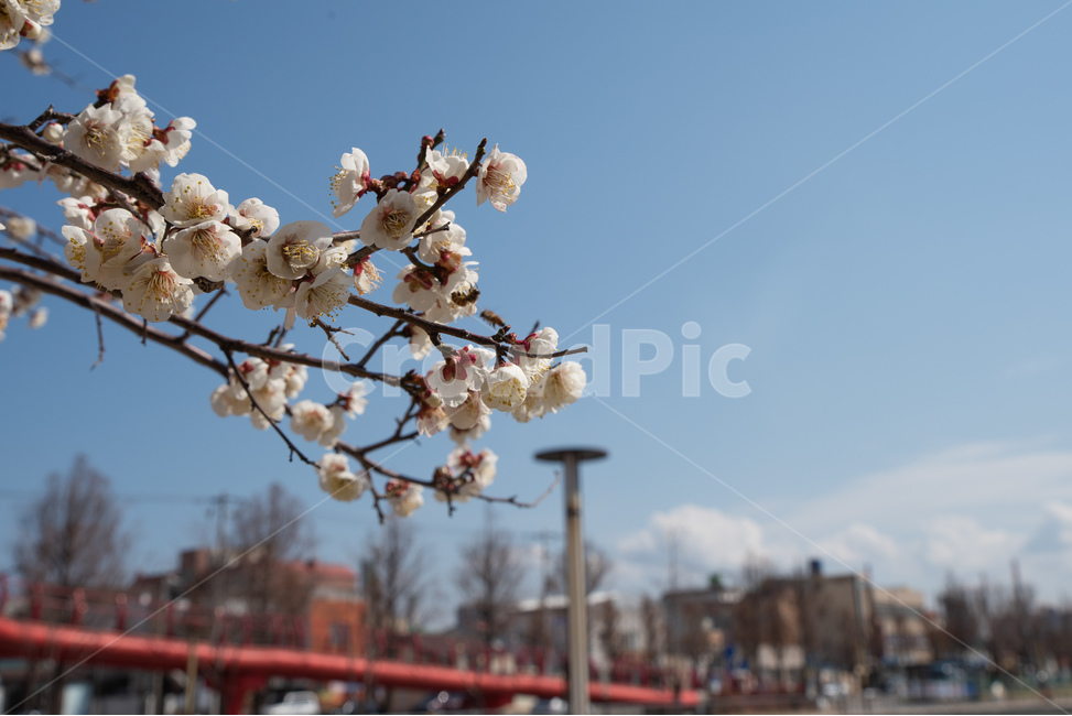 매화,매실나무,매화꽃,봄,봄꽃,꽃,flower,풍경,봄,계절,spring,season,식물,자연,plants,nature,꽃,flower,plant