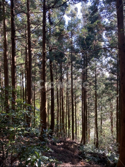 plant,식물,tree,vegetation,나무,초목,outdoors,옥외,land,나라,woodland,자연,nature,숲,forest,삼림지