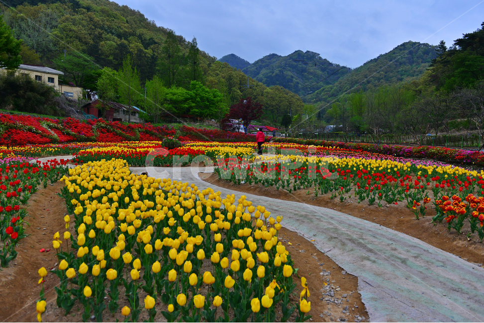 무등산,동적골,튤립축제,철쭉,노랑,빨강,봄,계절,패턴,tulip,튤립,plant,식물,blossom,flower,꽃,자연,풍경,nature,landscape