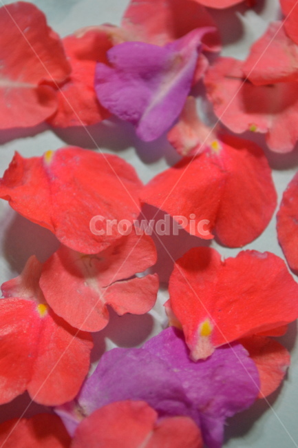 꽃,감성,봉선화,봉숭아,flower