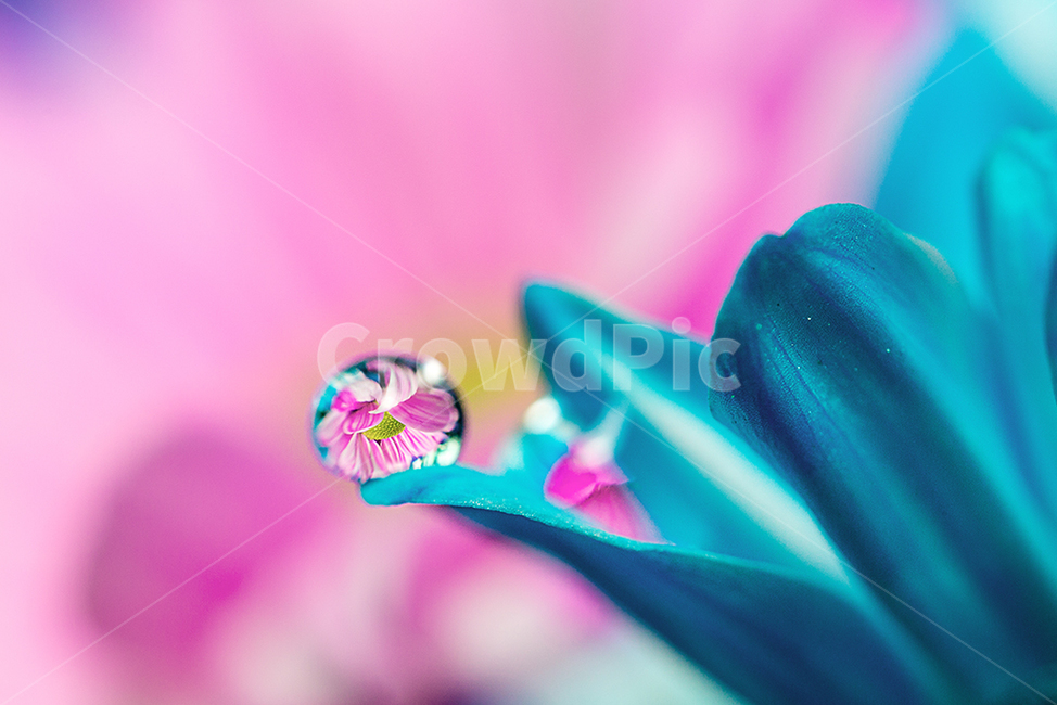 물방울,꽃,물방울접사,감성사진,근접촬영,식물,자연,plants,nature,꽃,flower,색깔,색상,색채,색감,color sense,color sensitivity,feeling of color