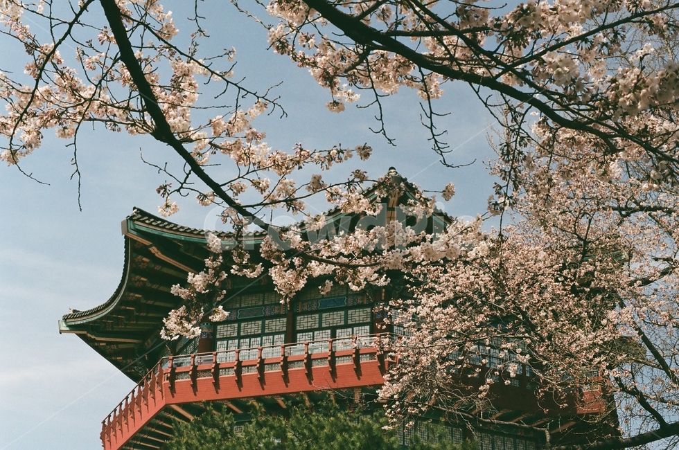 어린이대공원,벚꽃,한옥,봄풍경,벚꽃나무,봄,계절,spring,season,한국전통,한국문화,korean traditional,korean culture,건축물,건물외관,exterior,building,structure,architecture,construction,plant,식물,flower,꽃,blossom