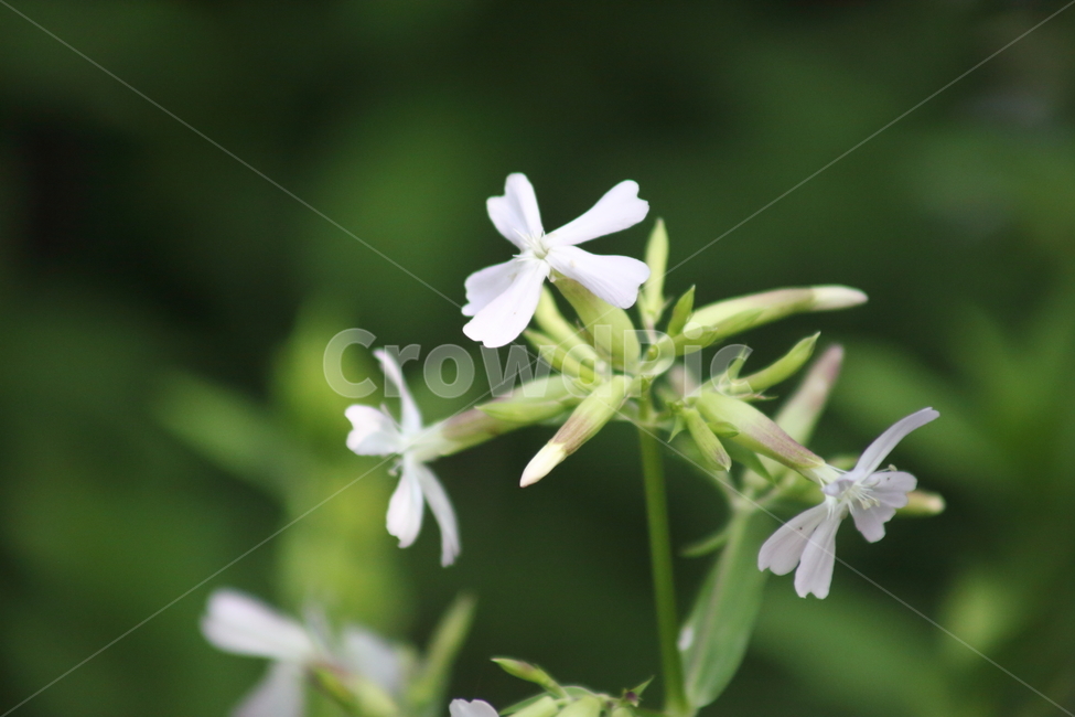 비누풀,거품장구체,비누풀패랭이꽃,saponariaofficinalis,soapwort