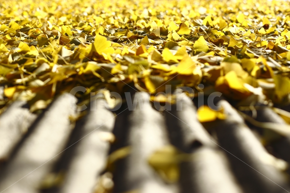 은행나무,단풍,가을,은행,노란색,분위기,풍경,시골,fall,autumn,season,자연,가을,계절,fall,autumn,season,leaf,잎,plant,식물,ground,바닥