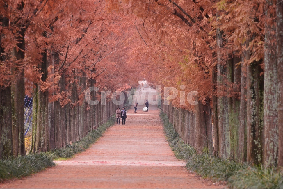 나주,수목원,산림자원연구소,메타길,가을,plant,식물,tree,나무,human,인간,person,사람,maple,단풍,자연,경치,풍경,가을,계절,fall,autumn,season,자연,풍경,nature,landscape,한국자연풍경,한국자연경관,korea nature landscape