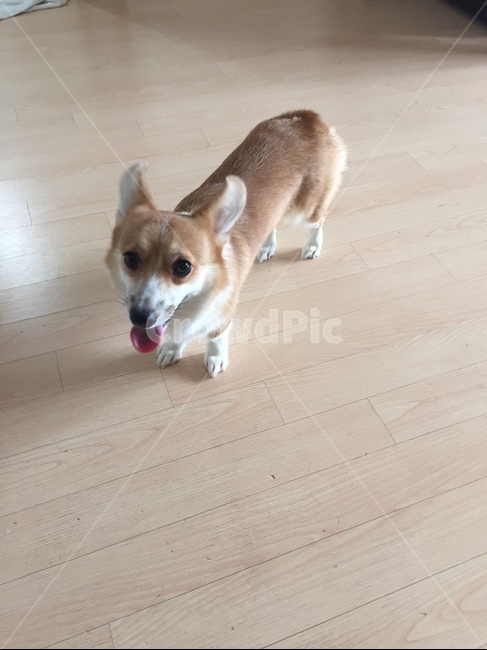 강아지,암컷,웰시코기,귀여운강아지,멍멍이,동물,animal,포유류,mammal,개,강아지,dog,doggy