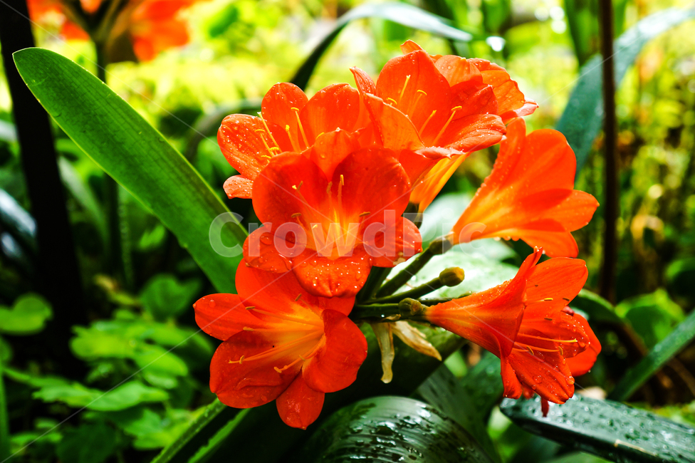 꽃,여름,빨간꽃,주황,초록,식물,자연,plants,nature,꽃,flower