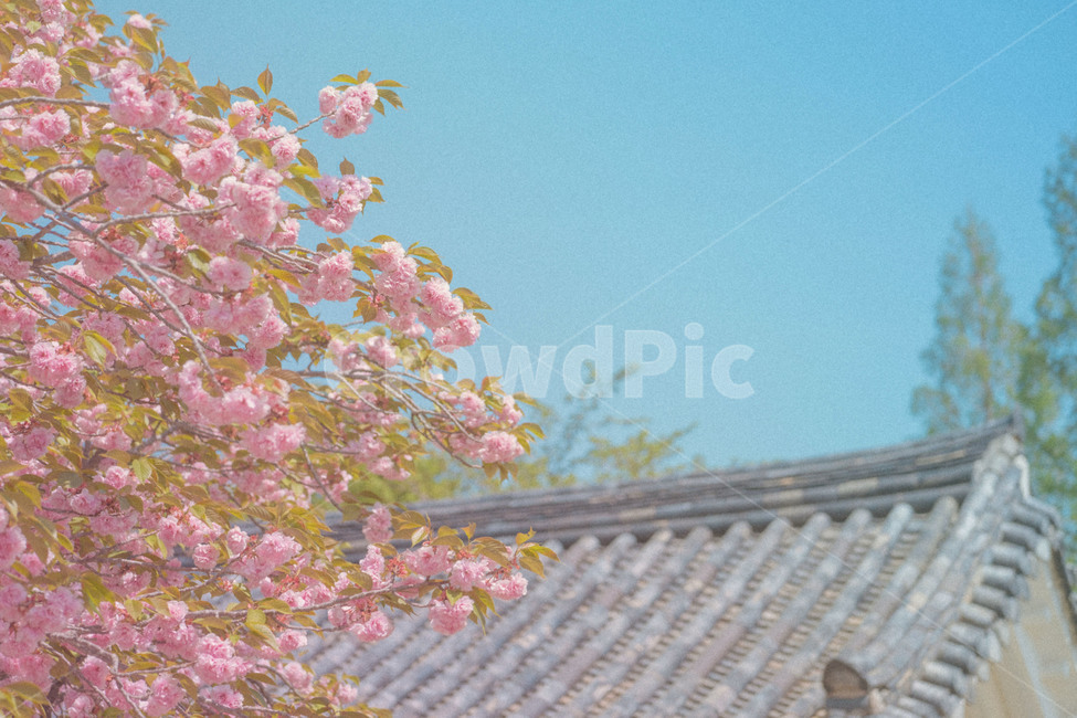 봄,꽃,겹벚꽃,기와,전통,봄,계절,spring,season,한국전통,한국문화,korean traditional,korean culture,식물,자연,plants,nature,꽃,flower,감성,sensible,feeling,plant