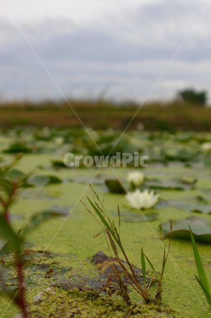 연못,초록,클로즈업,접사,outdoors,옥외,nature,자연,water,물,plant,식물,연꽃,감성사진,식물,자연,plants,nature,꽃,flower