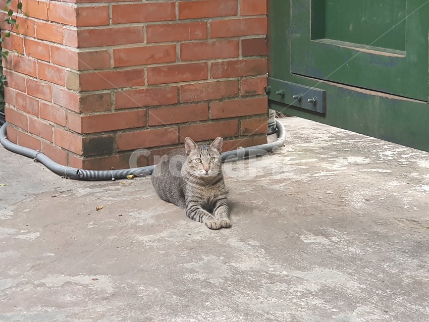 동물,고양이,pet,animal,cat,동물,animal,포유류,mammal,고양이,cat,kitten,kitty