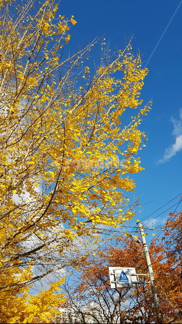 은행나무,나무,단풍,가을,ginkgo