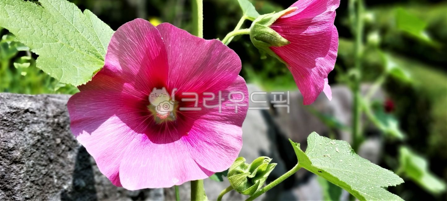 flower,꽃,petal,꽃잎,접시꽃,빨간접시꽃,holyhock,Alcearosea,pinkflower,wallpaper